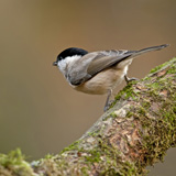 Birds in the Belgian Ardennes